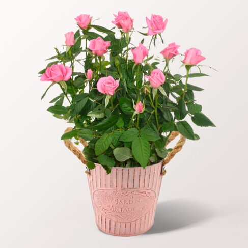 Rosa Rose im Zinktopf
