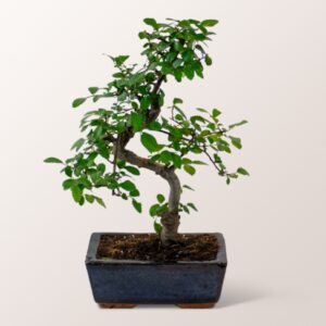 Glücks-Bonsai Ligustrum