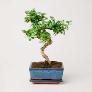 Bonsai Zelkova