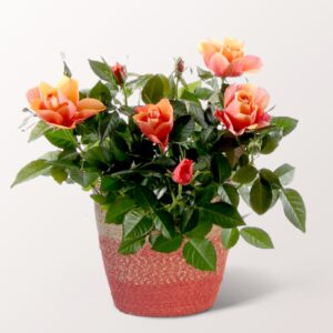 Orange Rose im Seegraskorb