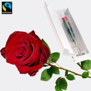 Weiße Fairtrade Premiumrose in edler Verpackung