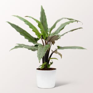 Pfeilblatt (Alocasia Lauterbachiana) Pfeilblatt (Alocasia Lauterbachiana)