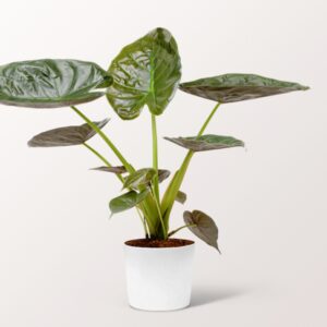 Pfeilblatt (Alocasia wentii) Pfeilblatt (Alocasia wentii)