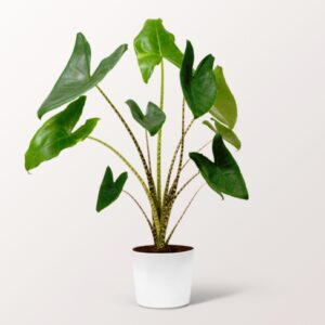 Pfeilblatt (Alocasia Zeberina) Pfeilblatt (Alocasia Zeberina)