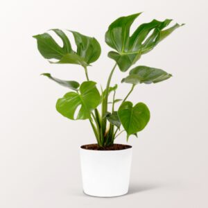 Monstera Deliciosa Monstera Deliciosa