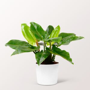 Philodendron Imperial Green Philodendron Imperial Green