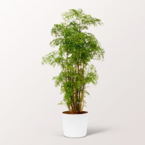 Aralia Aralia
