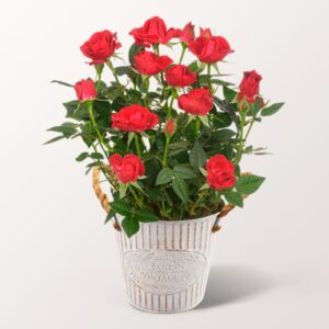 Rote Rose im Zinktopf Rote Rose im Zinktopf