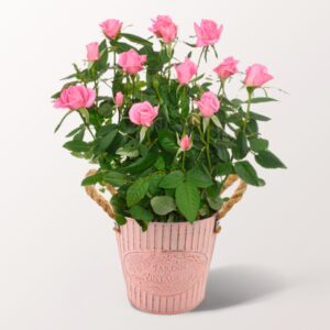 Rosa Rose im Zinktopf Rosa Rose im Zinktopf