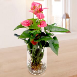 Pinke Anthurie als Waterplant Pinke Anthurie als Waterplant