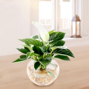 Waterplant Philodendron
