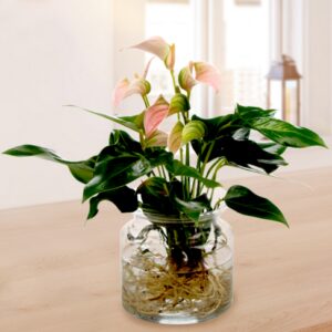 Waterplant Anthurie Jolie Peach