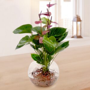 Waterplant Anthurie Baby Purple Waterplant Anthurie Baby Purple