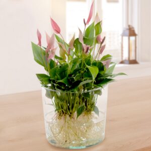 Waterplant Anthurie Lilli Lilli Waterplant Anthurie Lilli Lilli