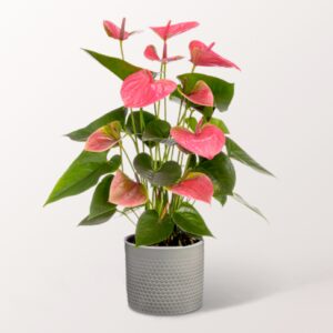 Rosa Anthurie Rosa Anthurie