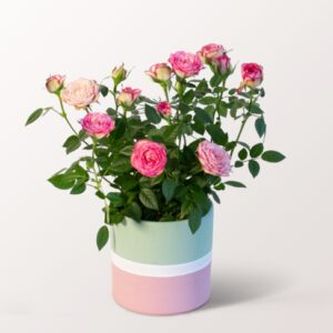 Rose Carousell im hübschen Keramiktopf Rose Carousell im hübschen Keramiktopf