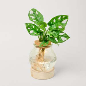 Waterplant Monstera mit LED-Licht