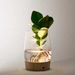 Waterplant Clusia mit LED-Licht Waterplant Clusia mit LED-Licht