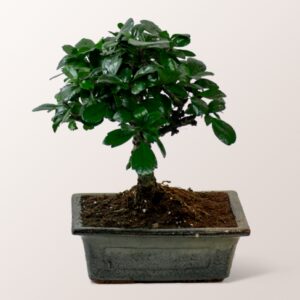 Bonsai Carmona Fukientee Bonsai Carmona Fukientee