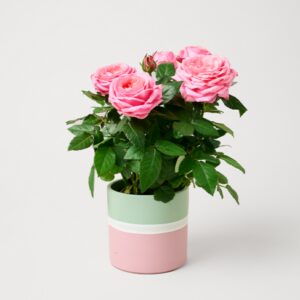 Rosa Rose im modernen Keramiktopf Rosa Rose im modernen Keramiktopf