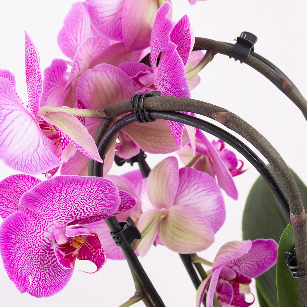 Gemusterte Orchidee (Cascade) + gratis Topf – Bild 2