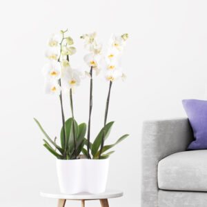 Zwei weiße Orchideen + gratis DUO-Topf Zwei weiße Orchideen + gratis DUO-Topf