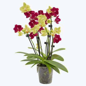 Cocktail Orchidee mit gelb-roten Blüten und 5+ Rispen