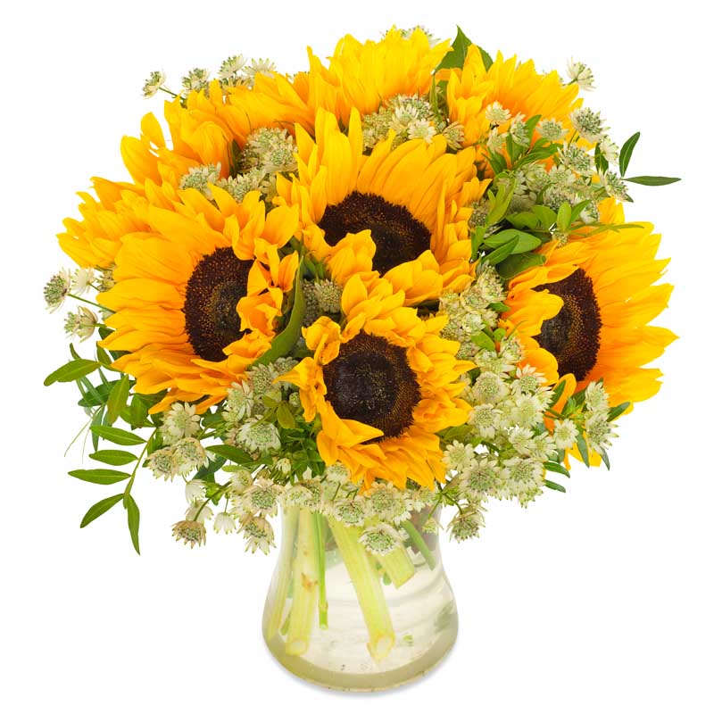 Sonnige Sonnenblumen