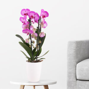 Gemusterte Orchidee (Cascade) + gratis Topf