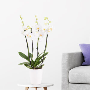 Weiße Orchidee (vier Rispen) + gratis Topf Weiße Orchidee (vier Rispen) + gratis Topf