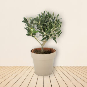 Olivenbaum (Busch) + gratis Topf | Olea Europaea