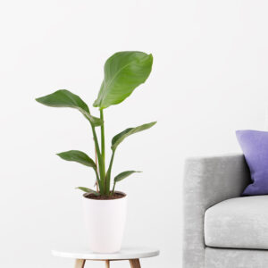 Paradiesvogelblume Strelitzie + gratis Topf Paradiesvogelblume Strelitzie + gratis Topf