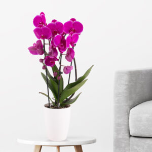 Lila Orchidee (Cascade) + gratis Topf Lila Orchidee (Cascade) + gratis Topf