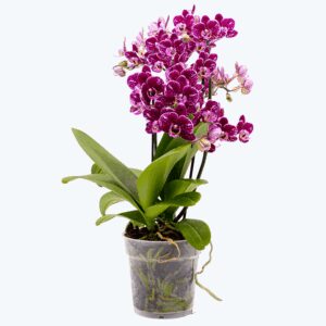 Große Two of Us Coco Purple Rain mit lila-gefleckten Blüten und 3 Rispen