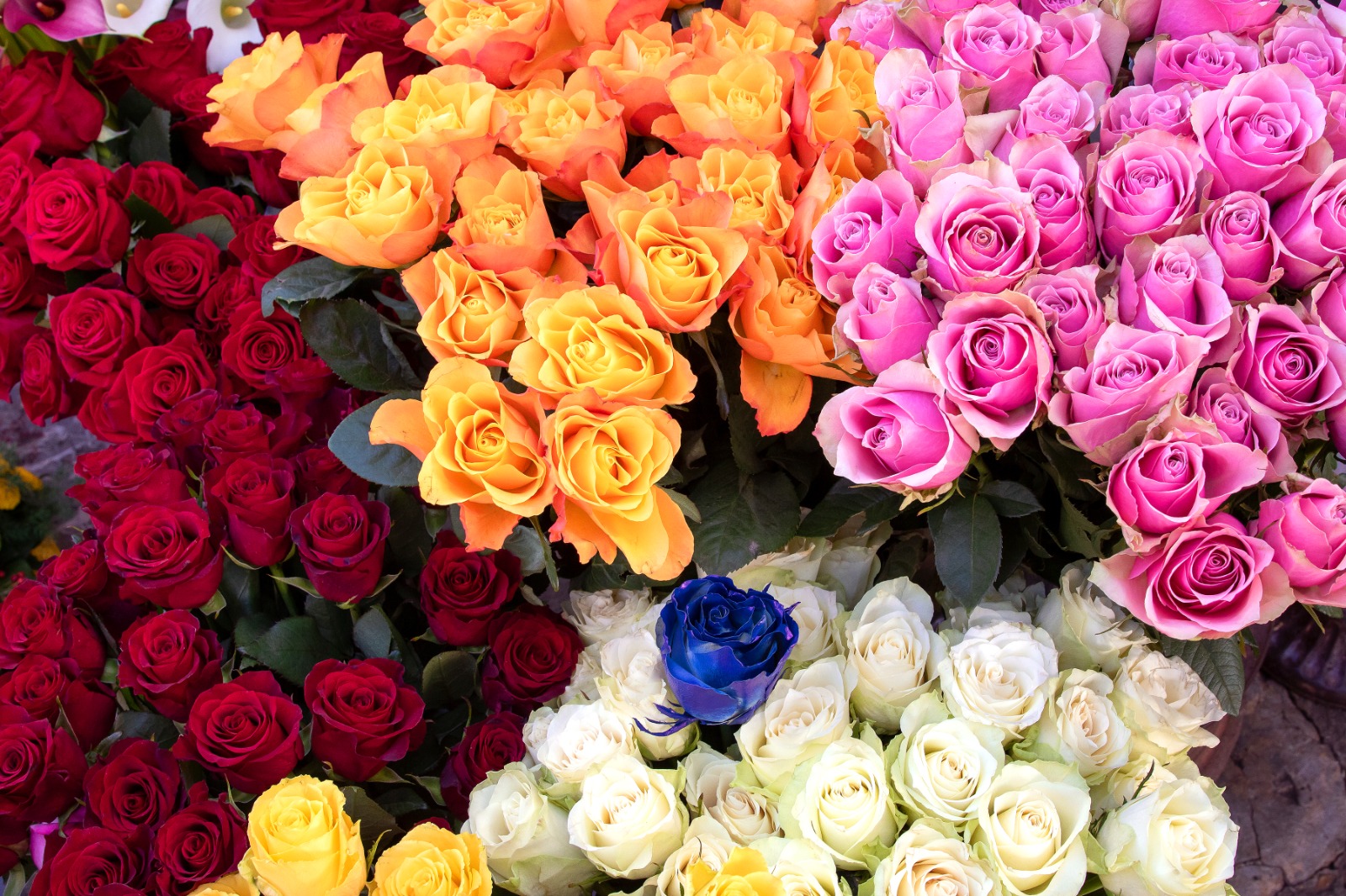 Bunter Strauß aus Schnittblumen