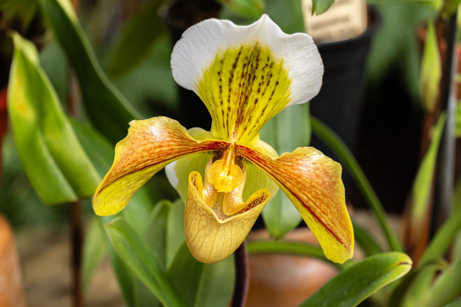 Orchidee als Topfpflanze