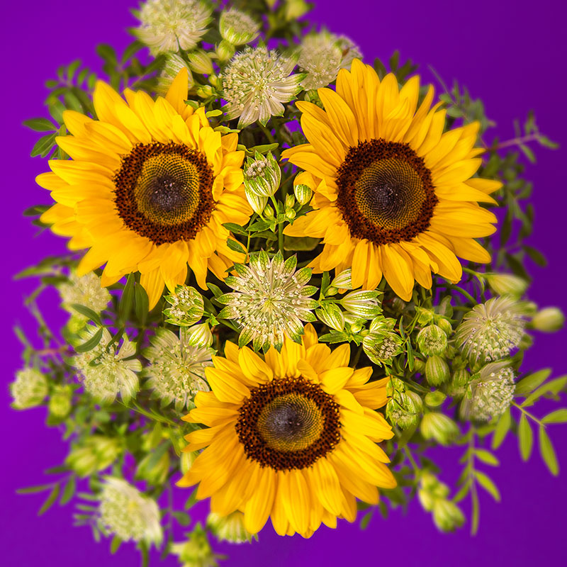Sonnige Sonnenblumen – Bild 4