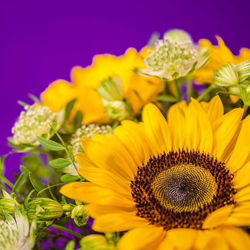 Sonnige Sonnenblumen – Bild 2