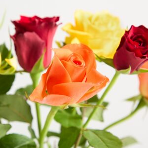 Orange Fairtrade Rosen ‚Gaia‘