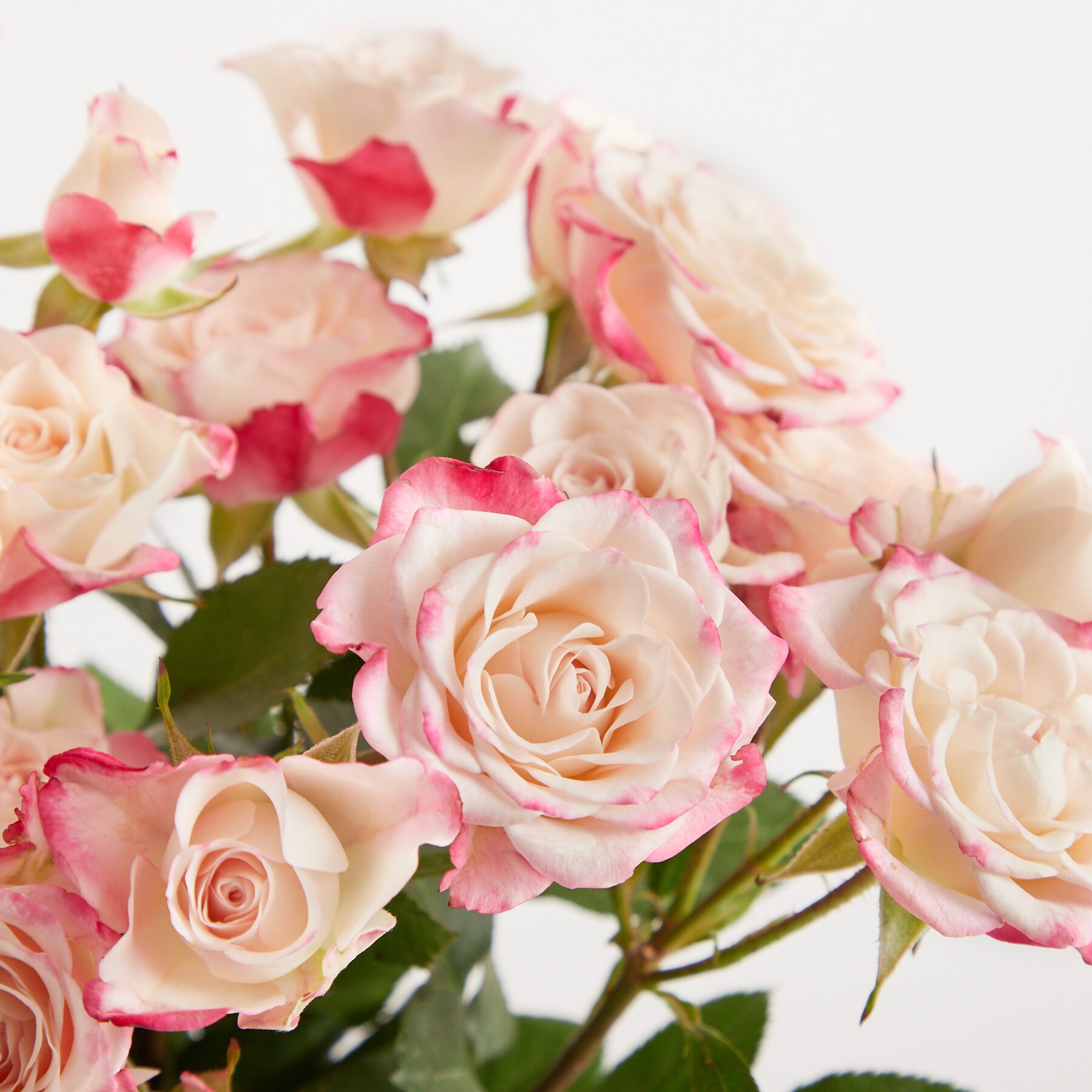 Rosa Verzweigte Rosen