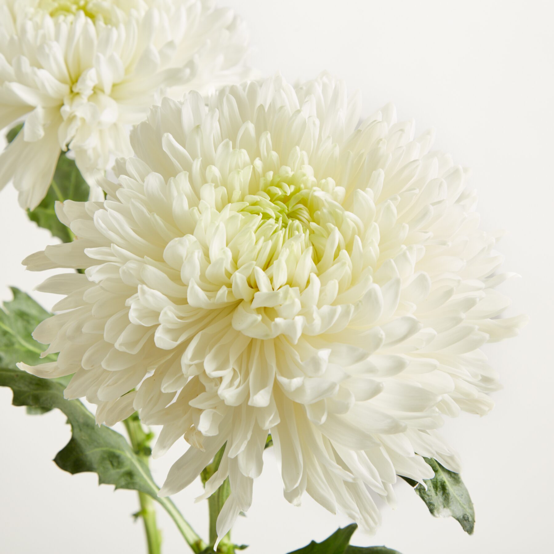 Weiße Deko Chrysanthemen