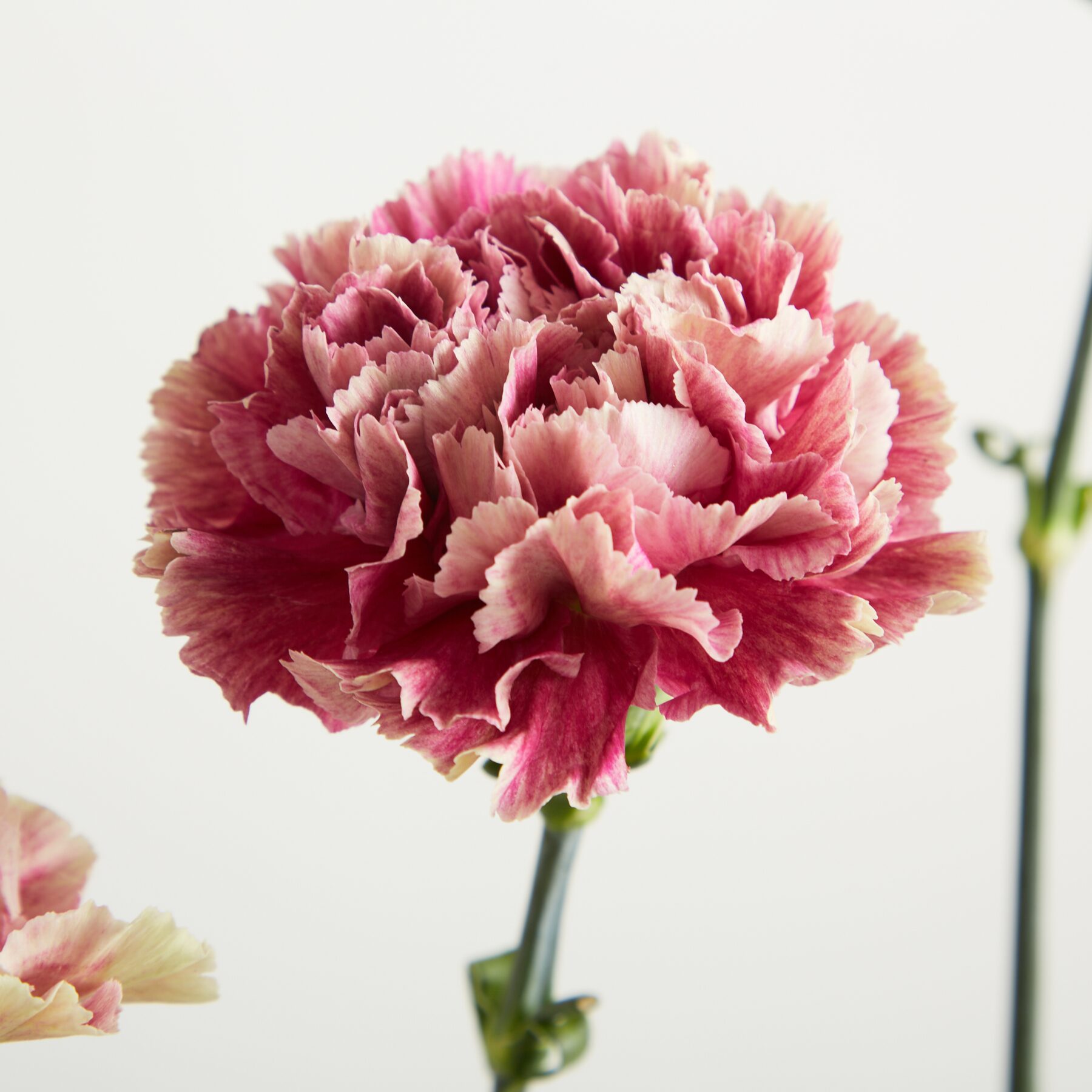 Rosa-weiße Nelken