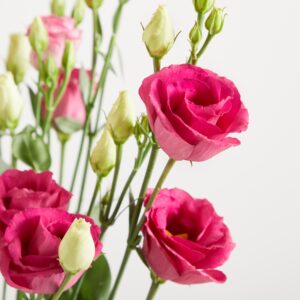 Pinke Lisianthus