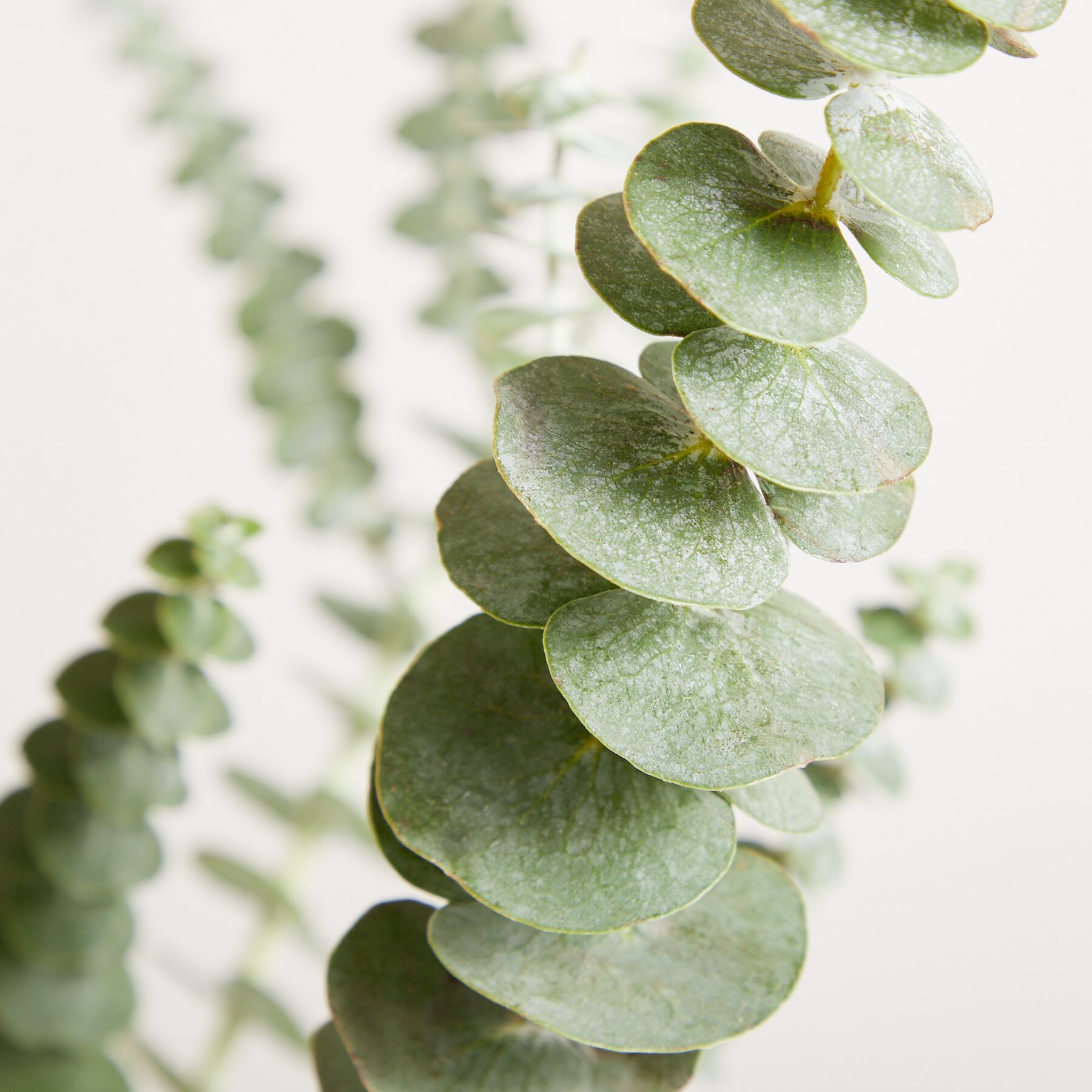Eucalyptus Baby Blue - Bund