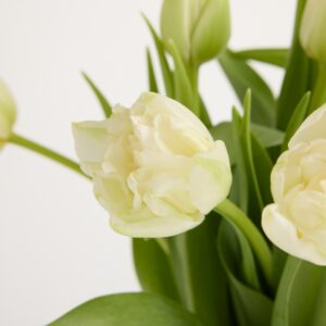 Weiße gefüllte Tulpen Weiße gefüllte Tulpen