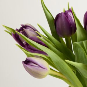 Lila gefüllte Tulpen