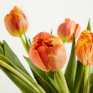 Orange Tulpen ‚Maxima‘