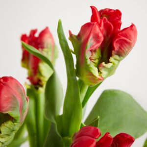 Rote Tulpen ‚Seadov‘
