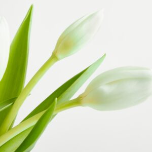 Weiße Tulpen