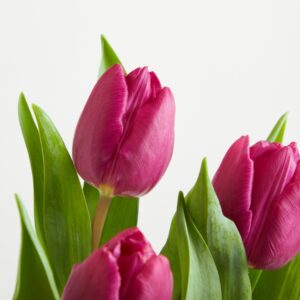 Lila Tulpen